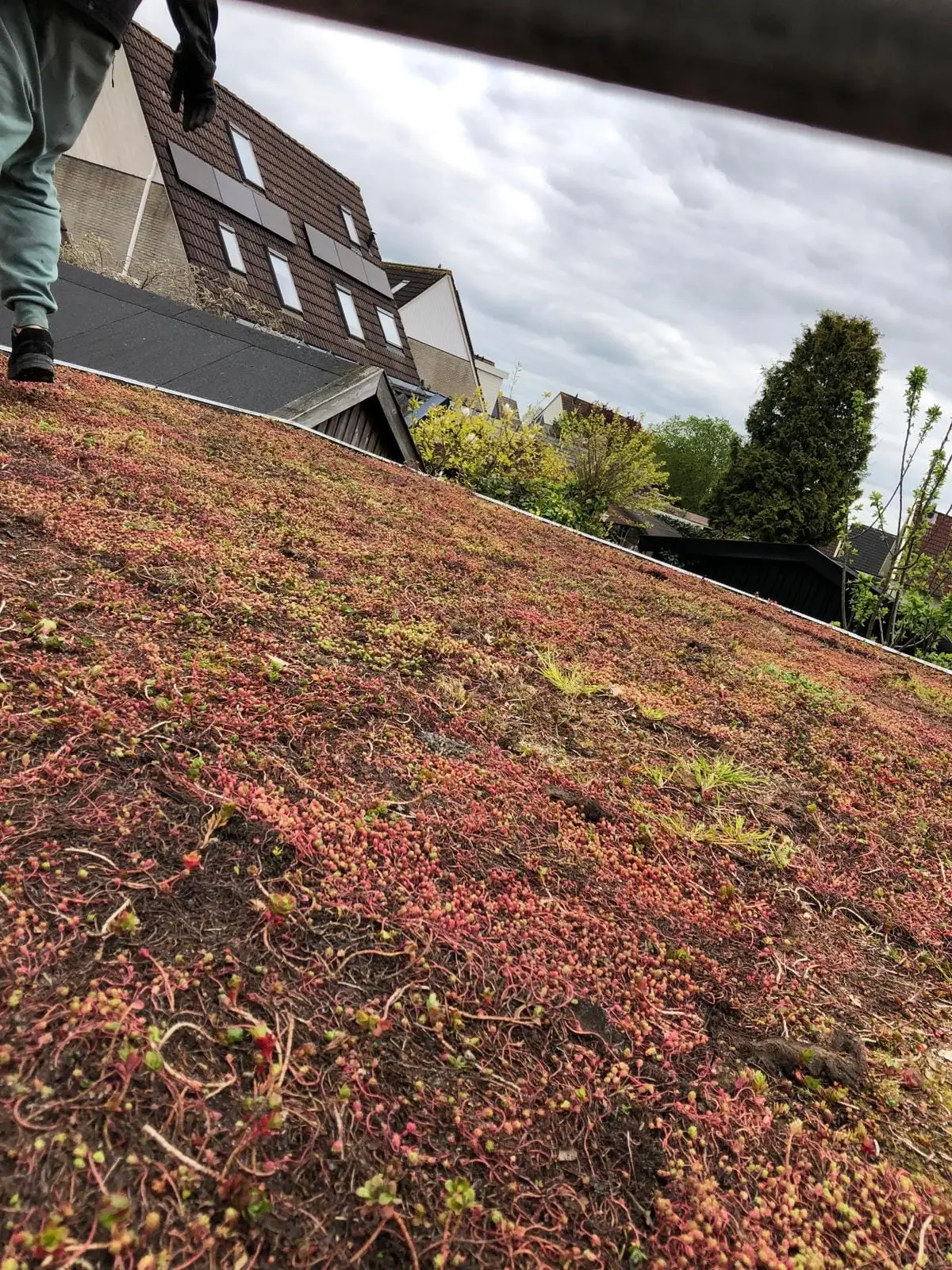 Groendak met rood en groen sedum op een plat dak